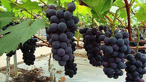 浅谈太湖流域及整个江南地区的葡萄品种选择
